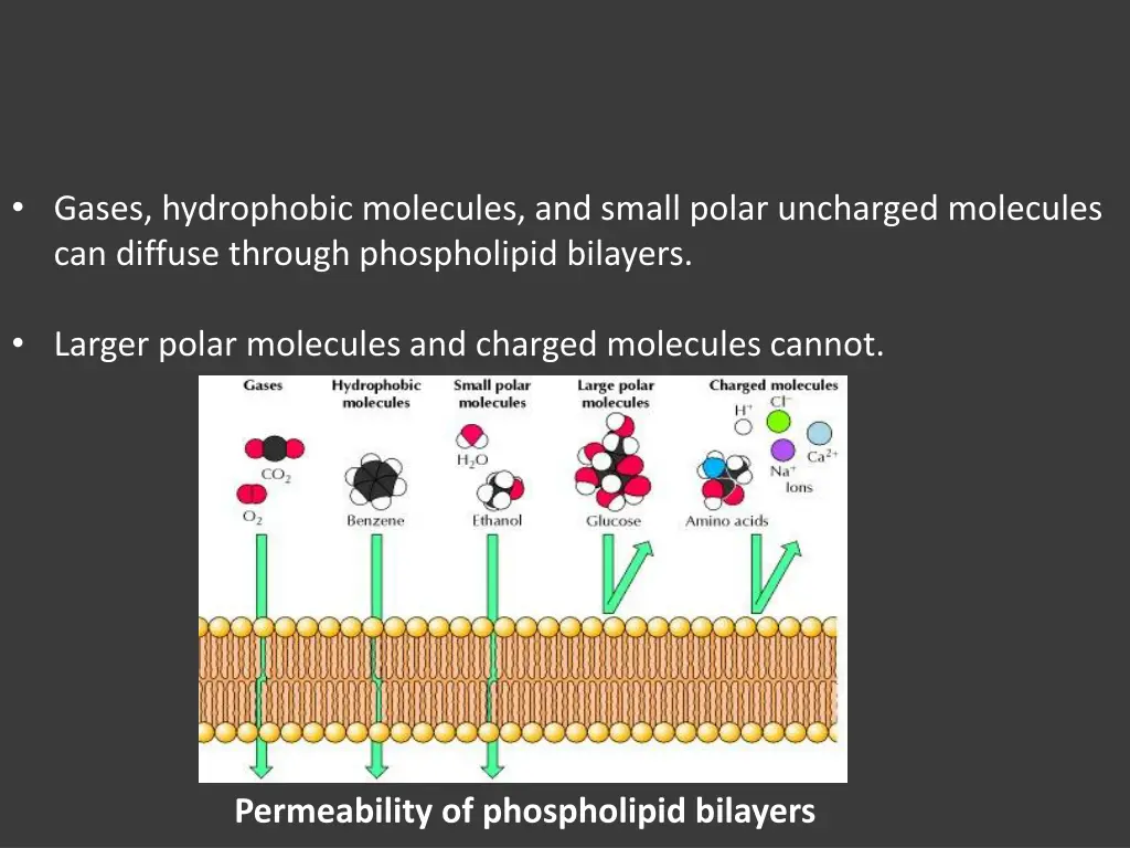 gases hydrophobic molecules and small polar