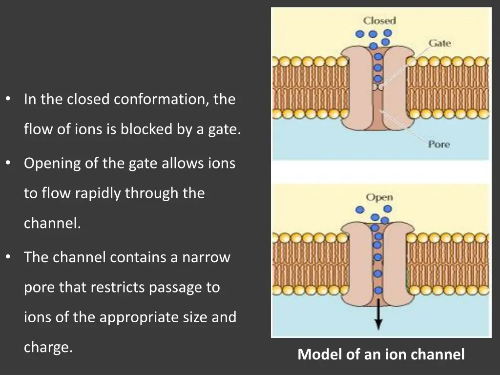 in the closed conformation the