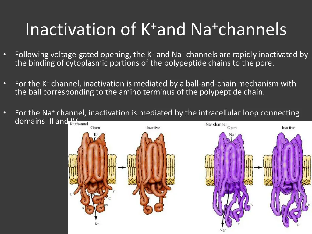 inactivation of k and na channels