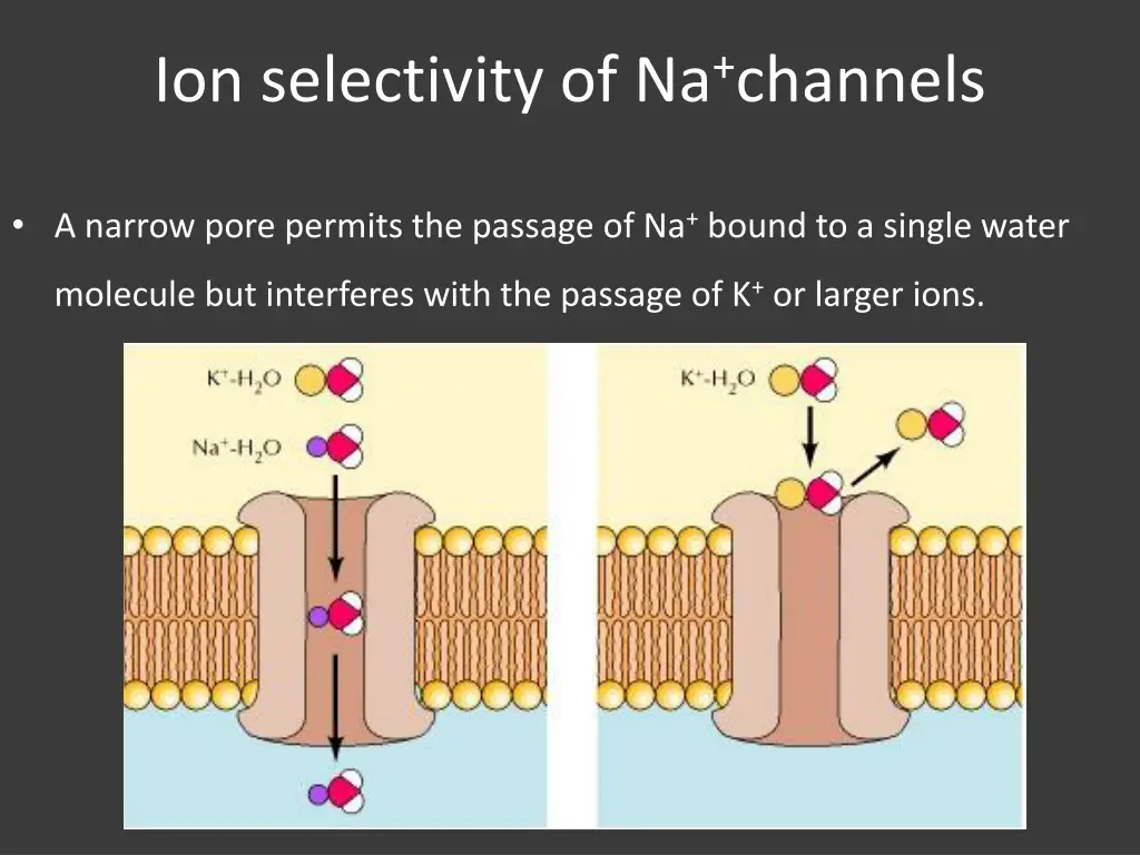 ion selectivity of na channels