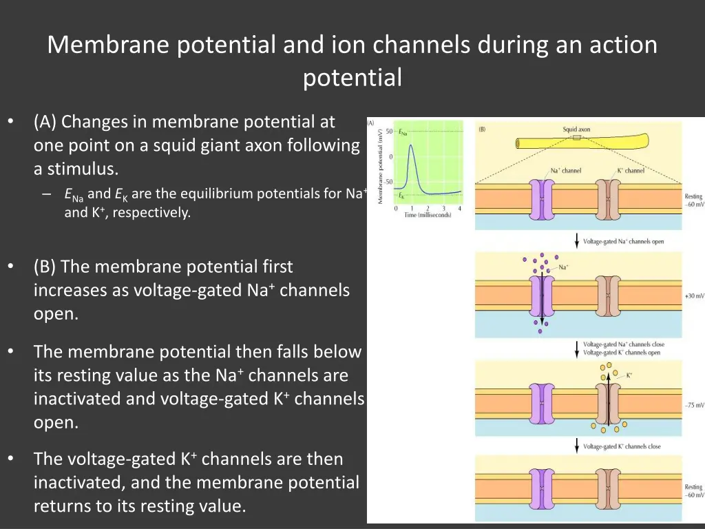 membrane potential and ion channels during