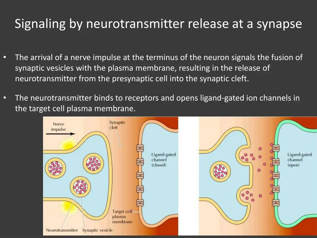signaling by neurotransmitter release at a synapse