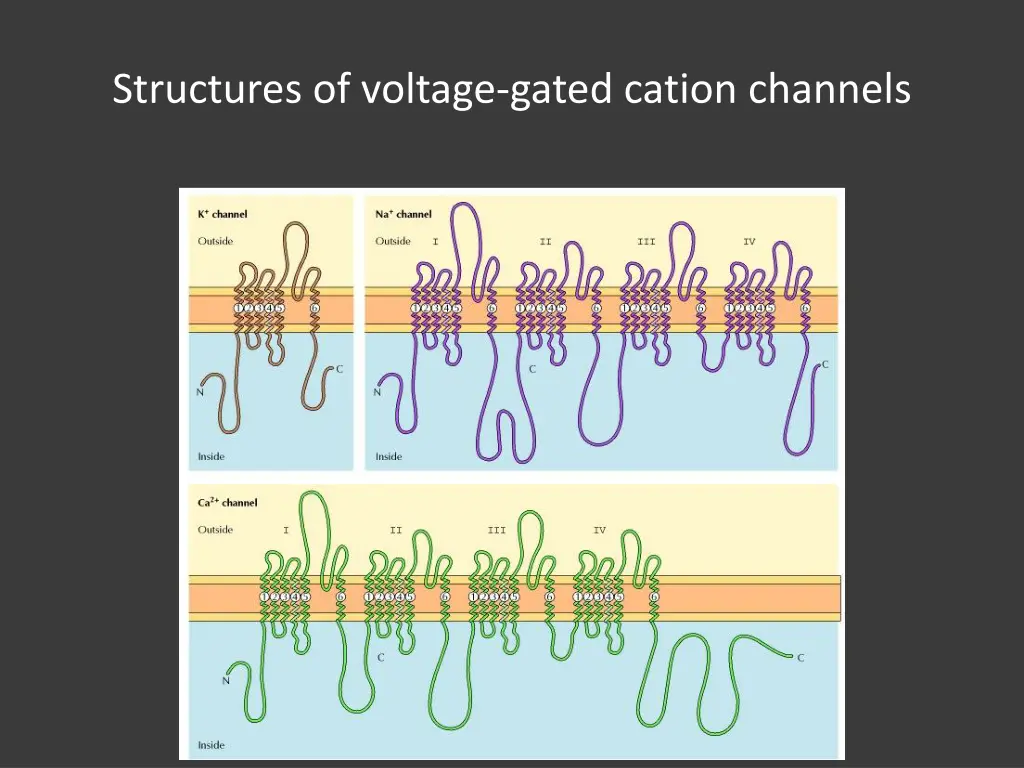 structures of voltage gated cation channels 1