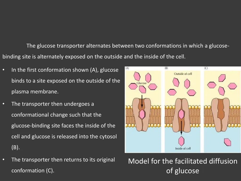 the glucose transporter alternates between