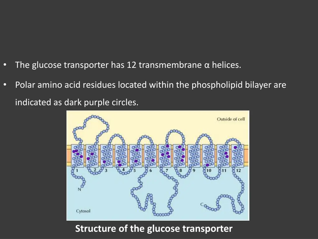 the glucose transporter has 12 transmembrane