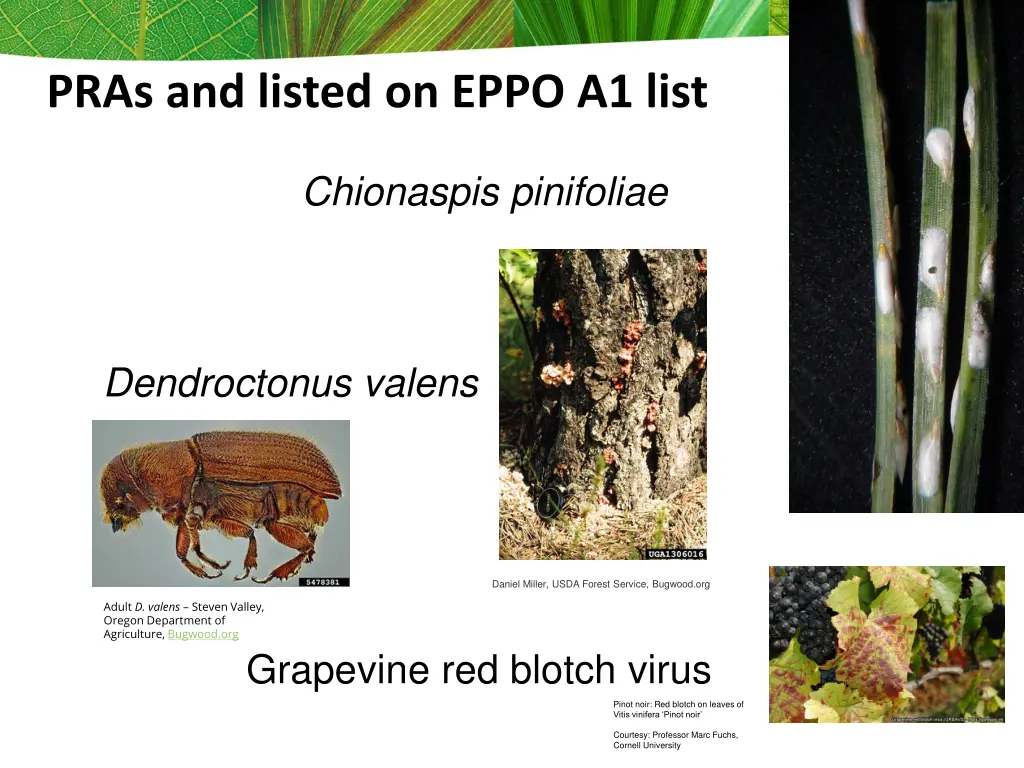 pras and listed on eppo a1 list