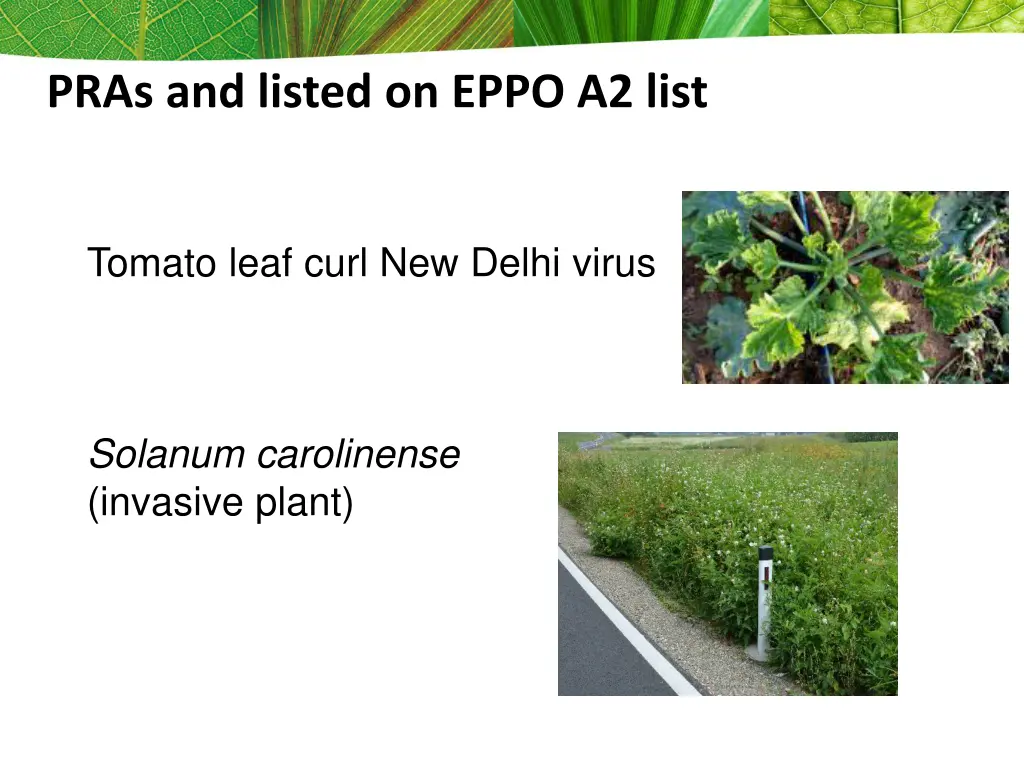 pras and listed on eppo a2 list