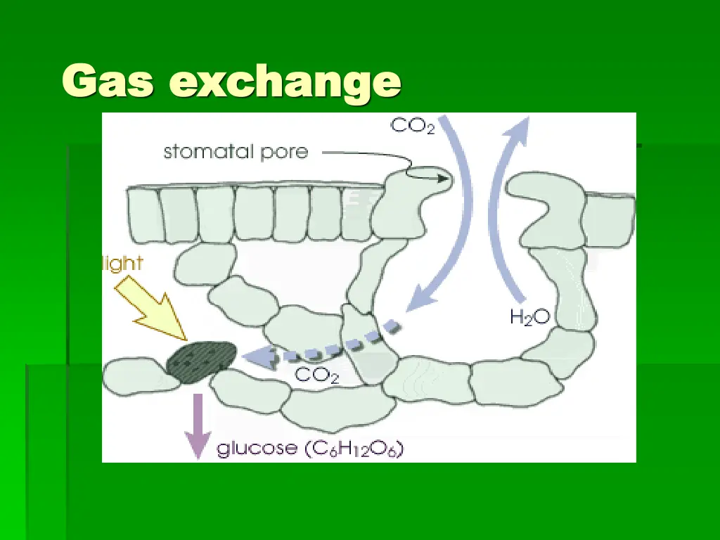 gas exchange gas exchange 1