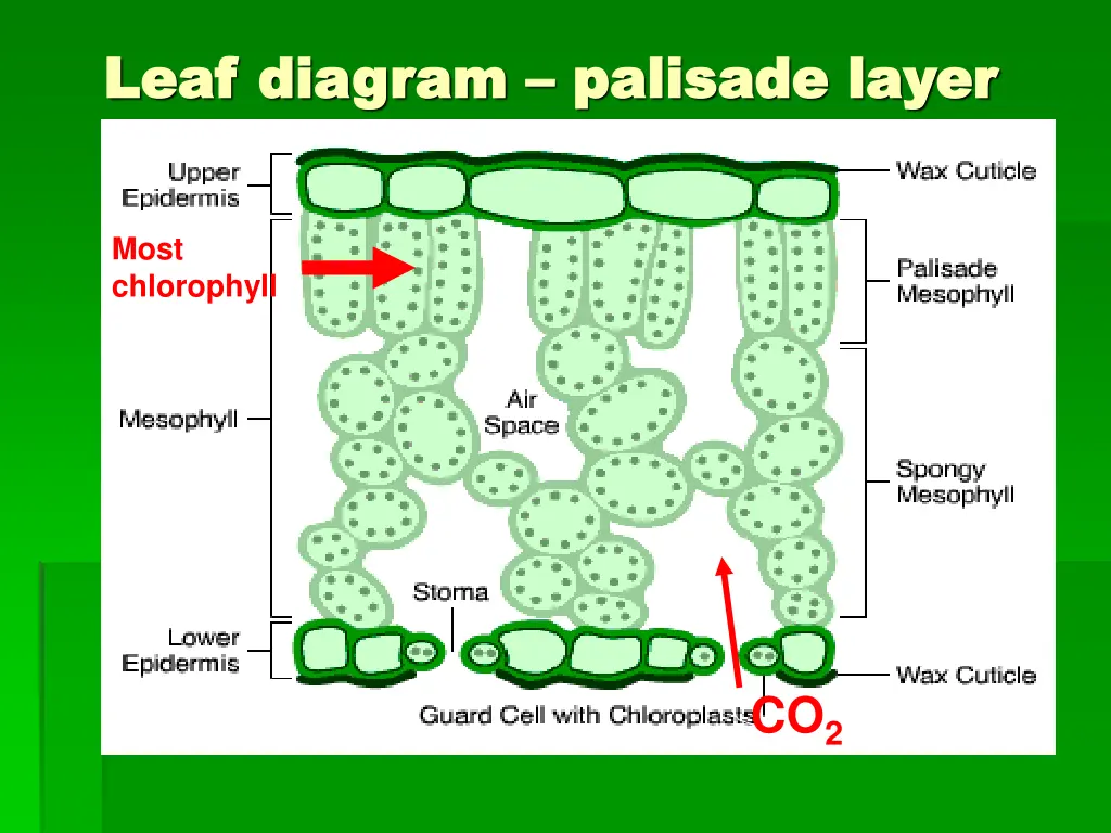 leaf diagram leaf diagram palisade layer