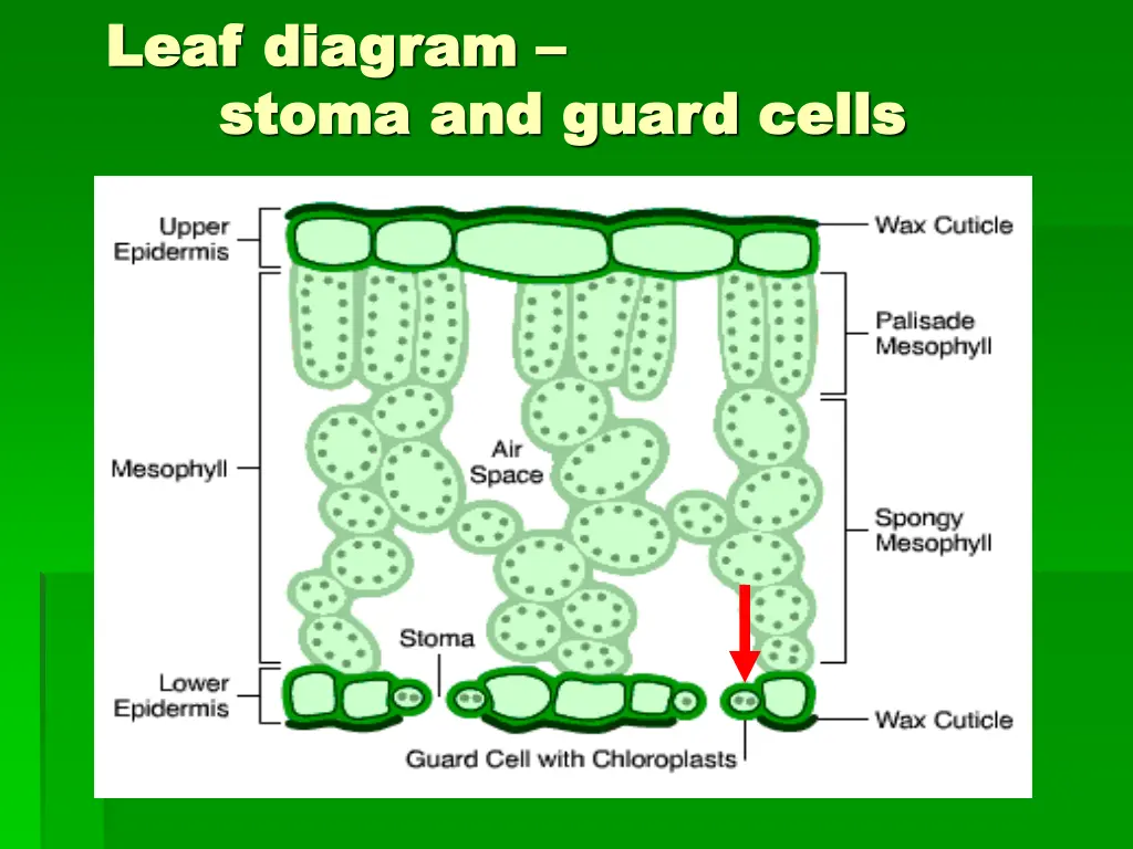leaf diagram leaf diagram stoma and guard cells