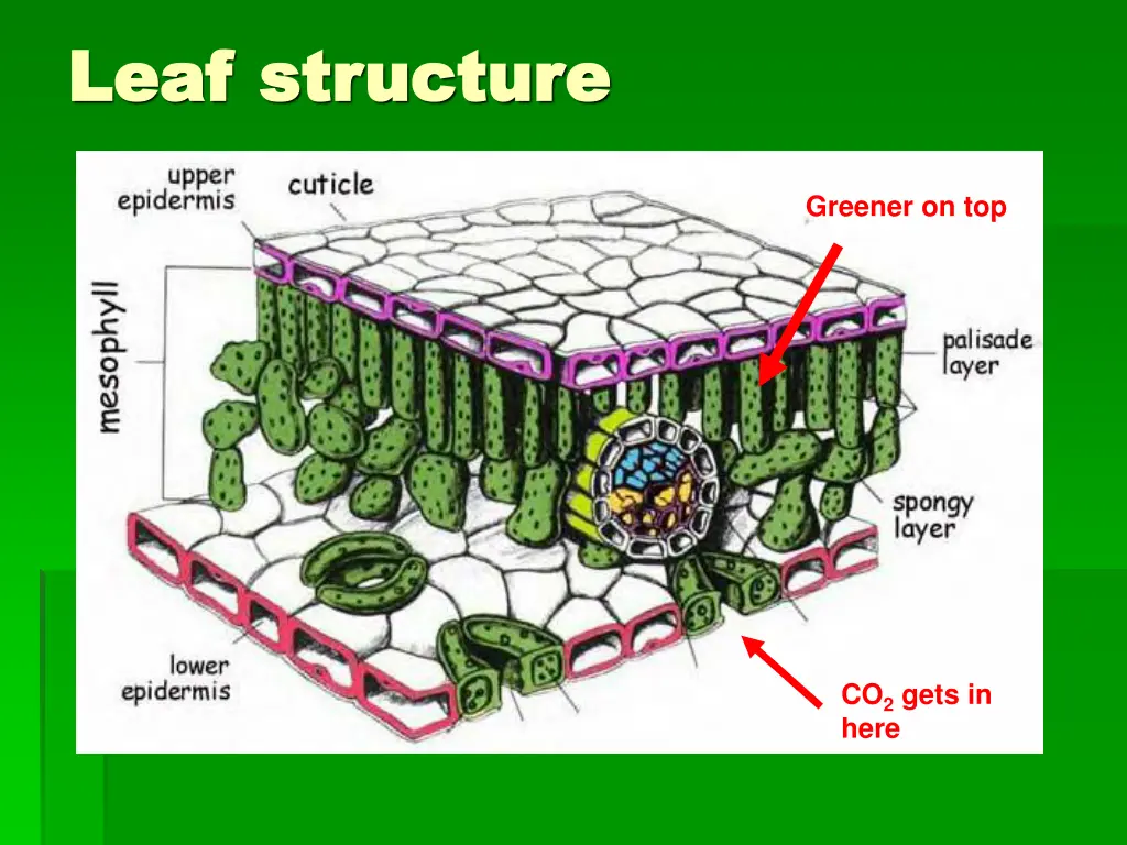 leaf structure leaf structure