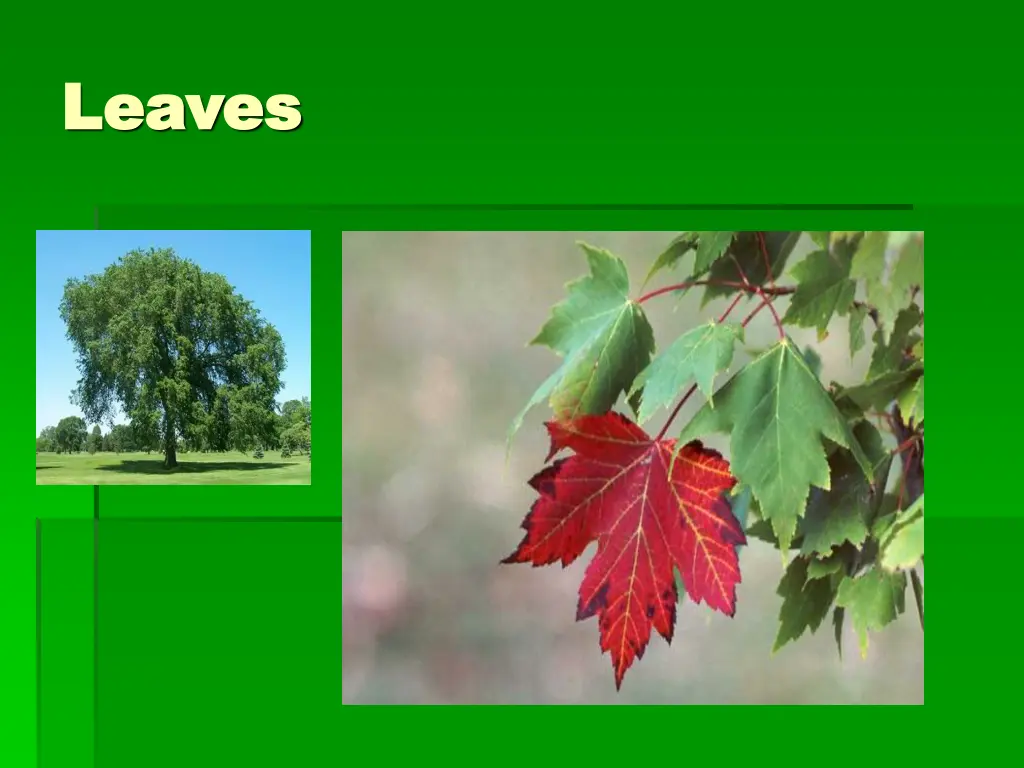 leaves leaves