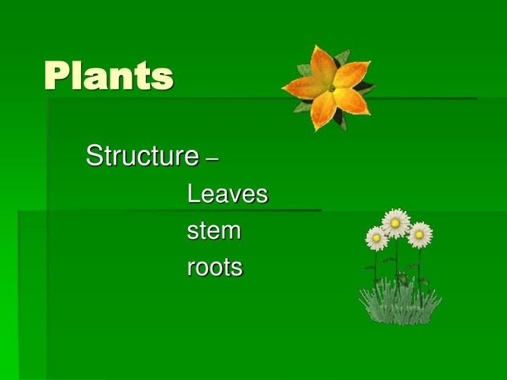 plants plants