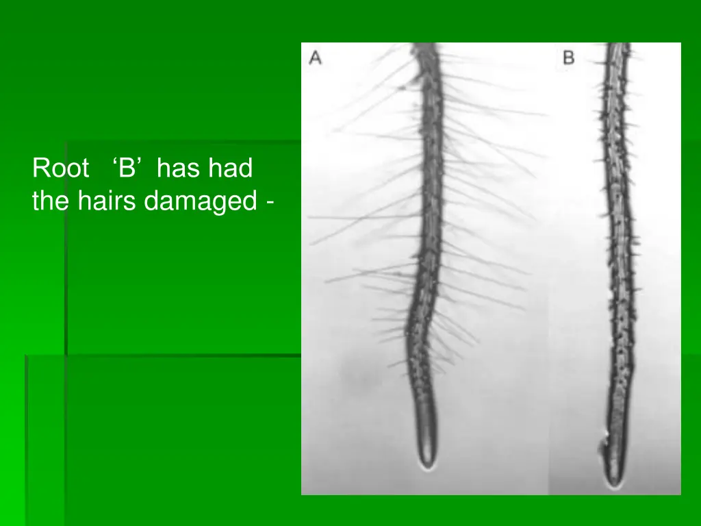 root b has had the hairs damaged