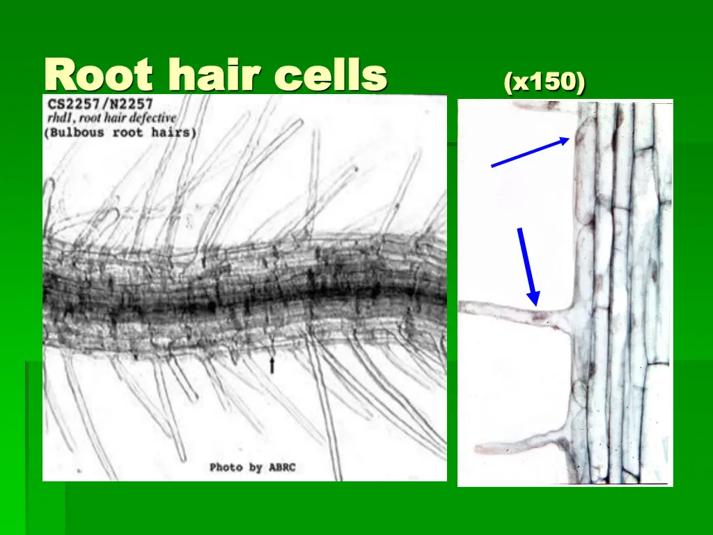 root hair cells root hair cells x150