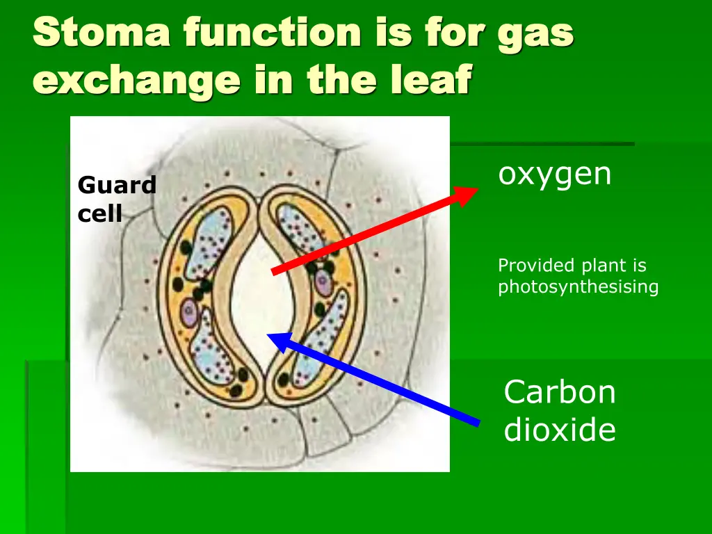stoma function is for gas stoma function