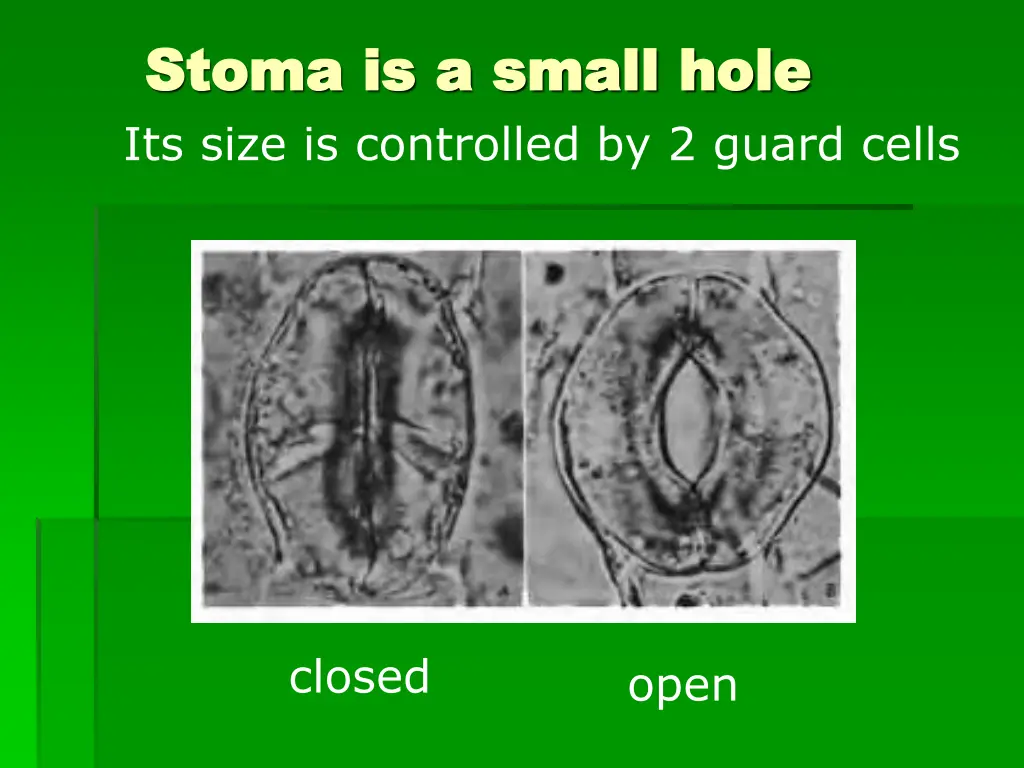 stoma is a small hole stoma is a small hole