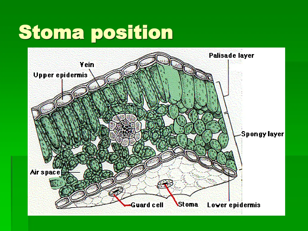 stoma position stoma position