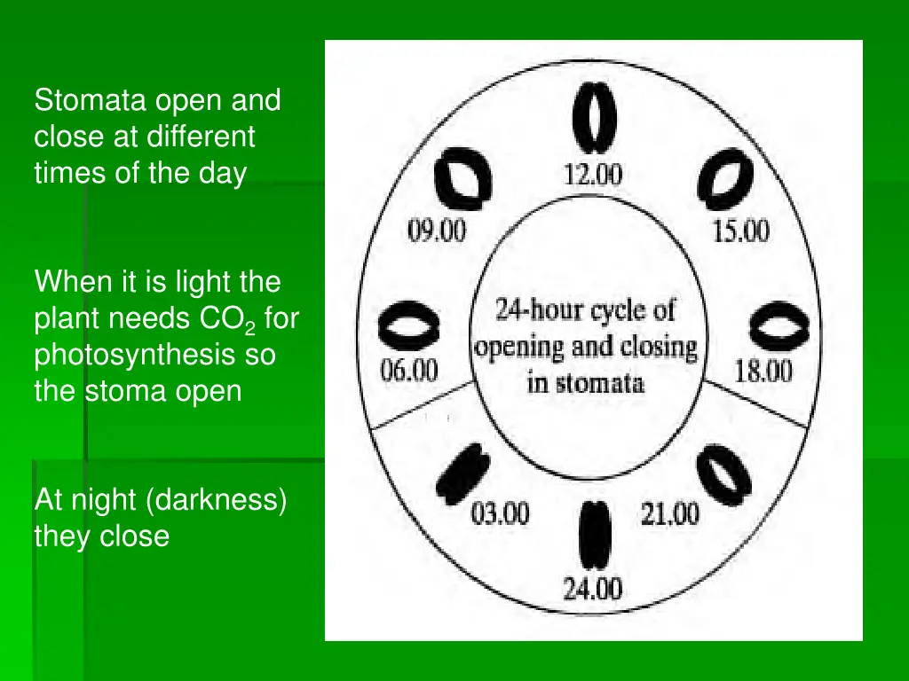 stomata open and close at different times