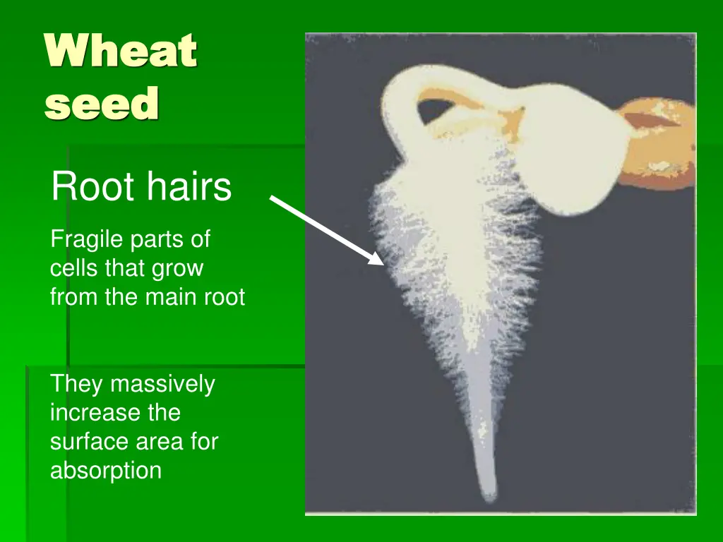 wheat wheat seed seed