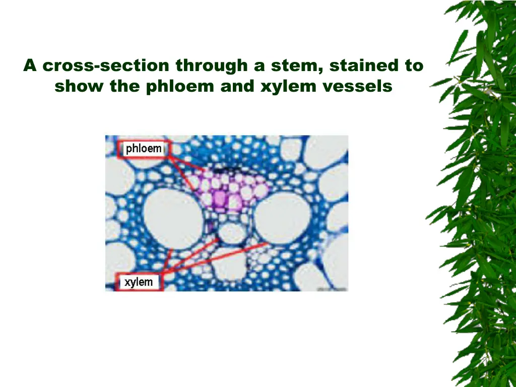 a cross section through a stem stained to show