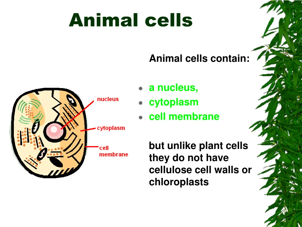 animal cells