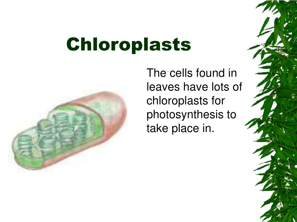 chloroplasts