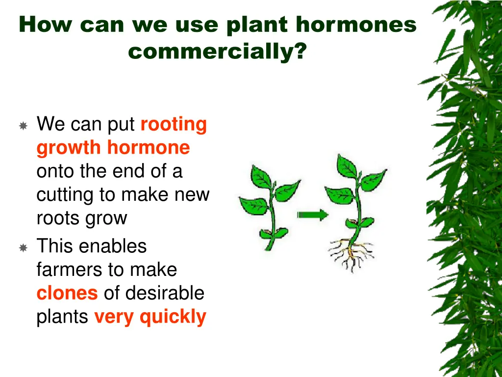 how can we use plant hormones commercially