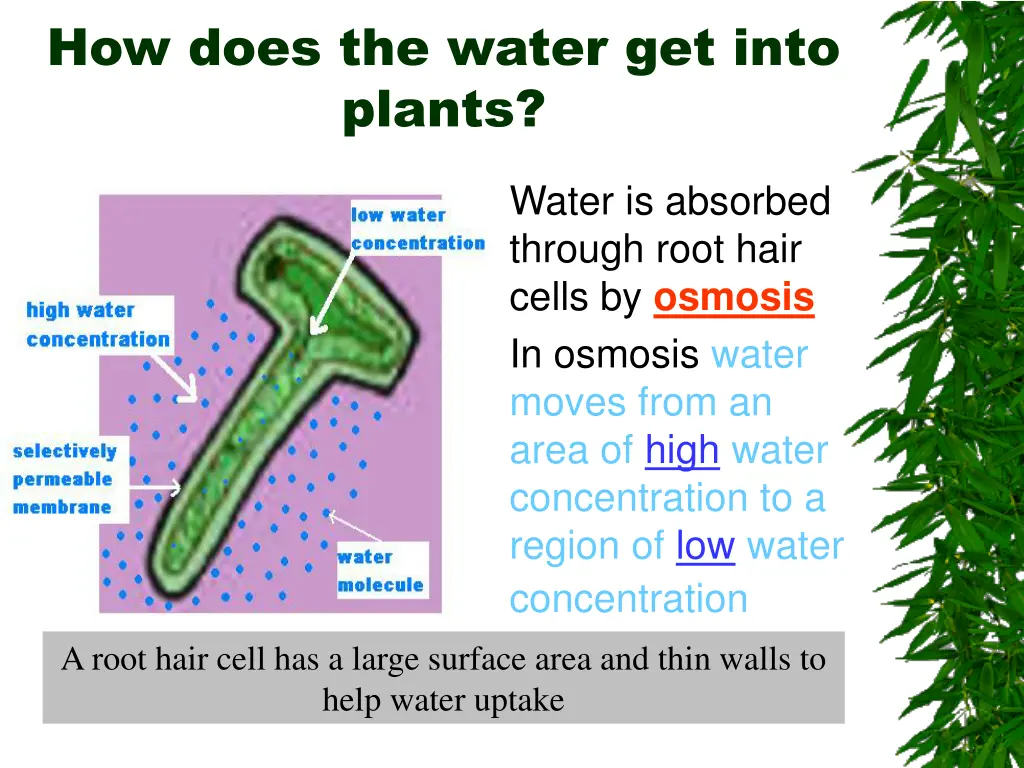 how does the water get into plants