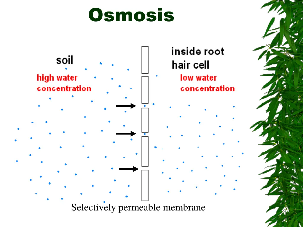 osmosis