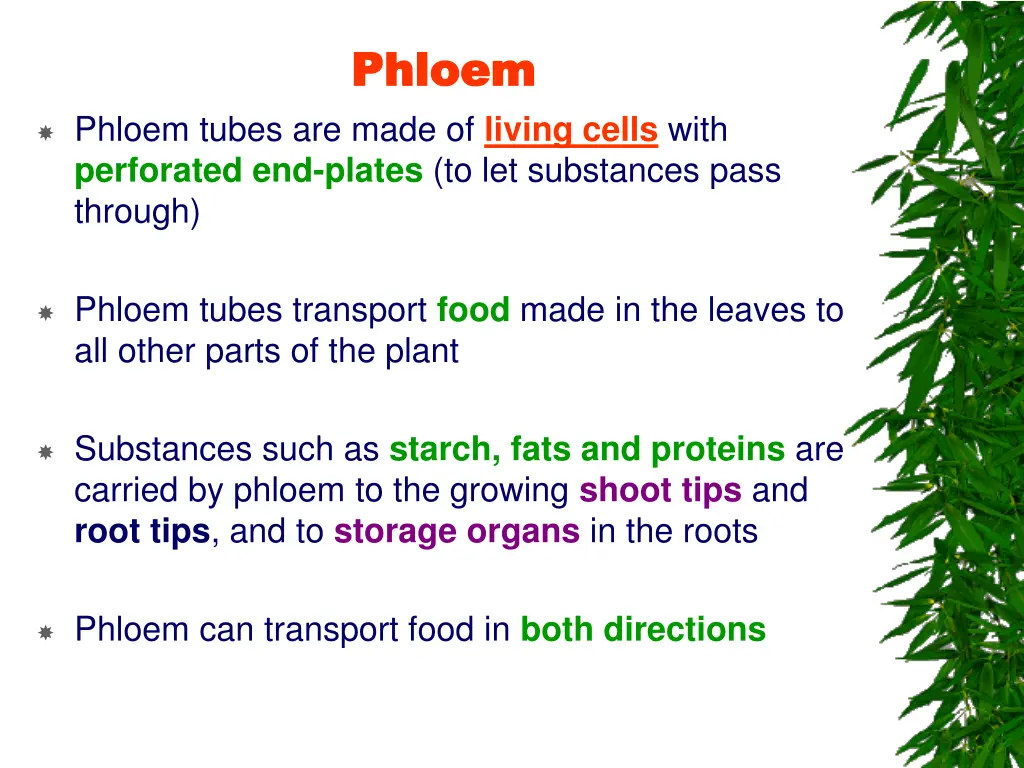 phloem phloem
