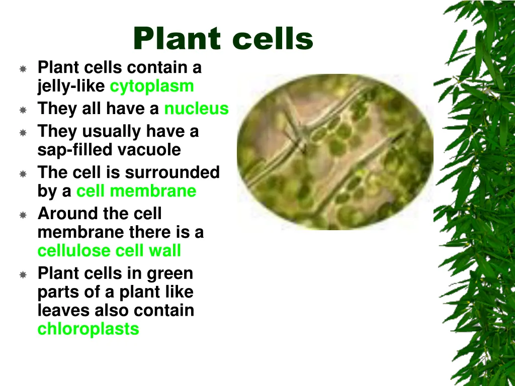 plant cells