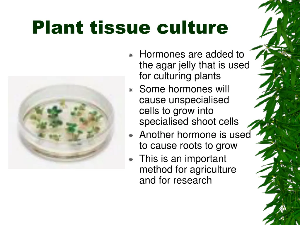 plant tissue culture