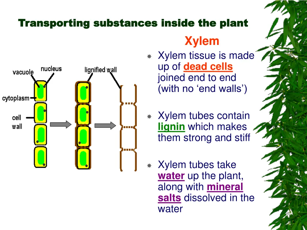 transporting substances inside the plant
