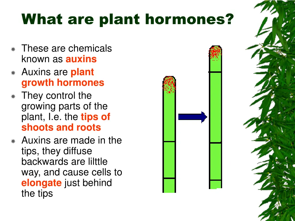 what are plant hormones