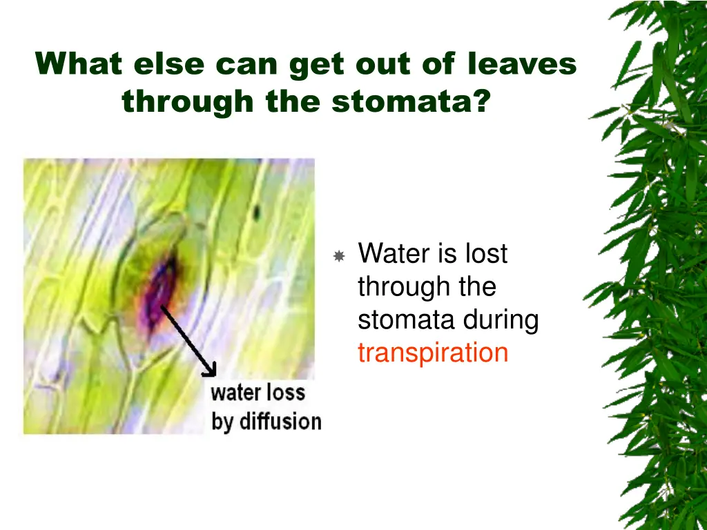 what else can get out of leaves through