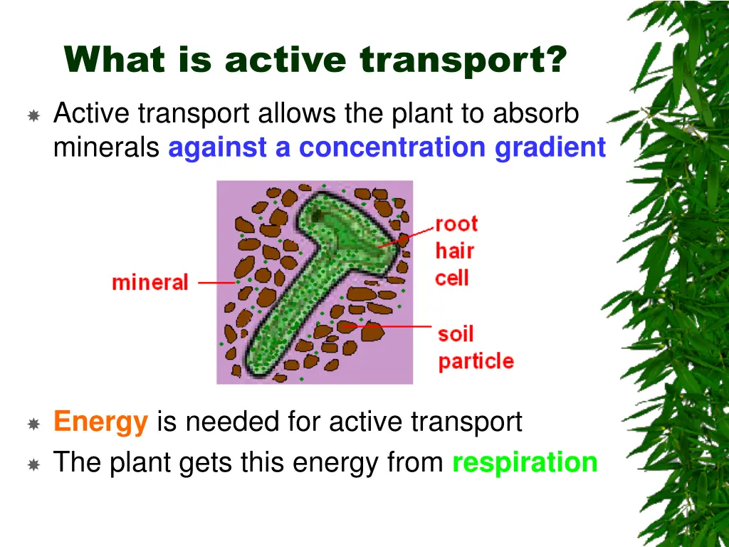 what is active transport