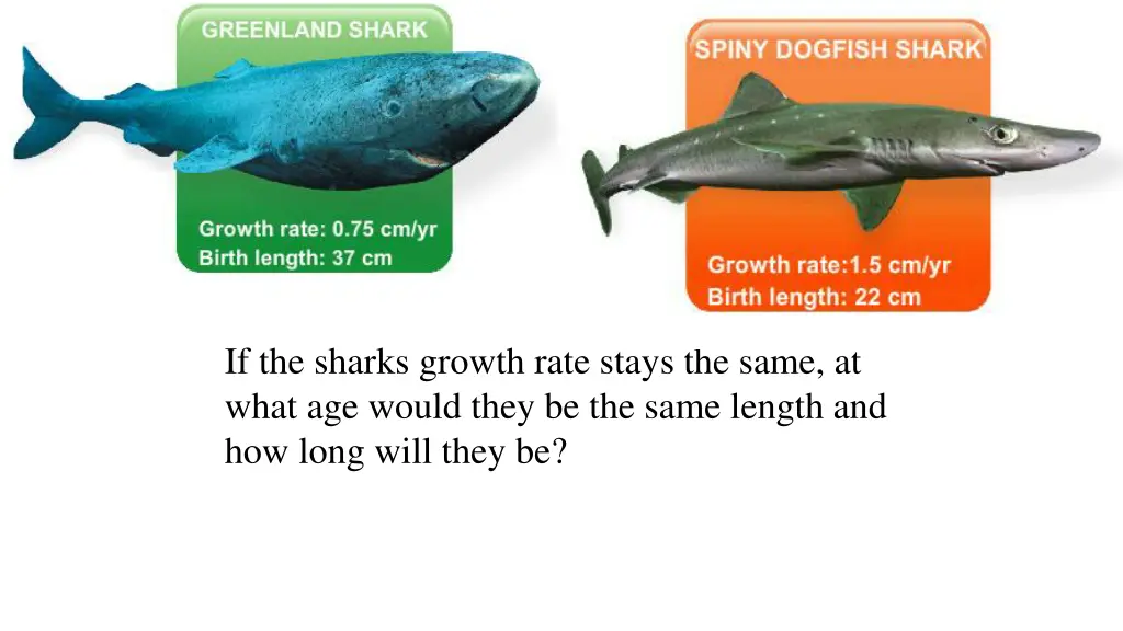 if the sharks growth rate stays the same at what