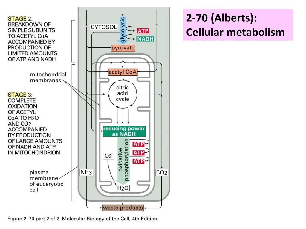 2 70 alberts cellular metabolism