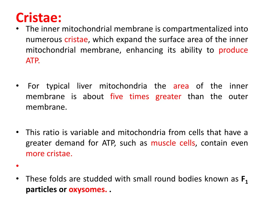 cristae the inner mitochondrial membrane