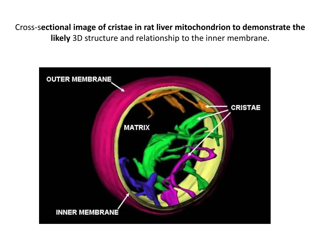 cross s ectional image of cristae in rat liver