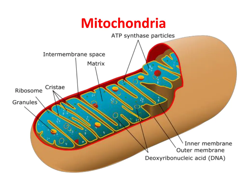mitochondria