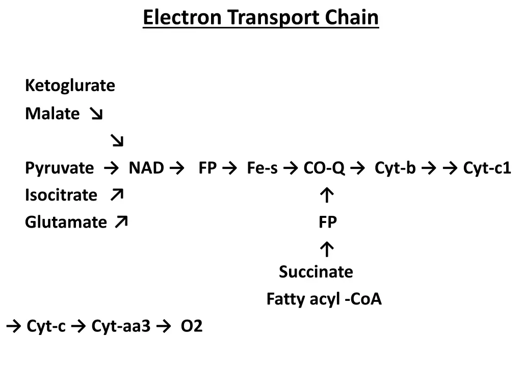 electron transport chain