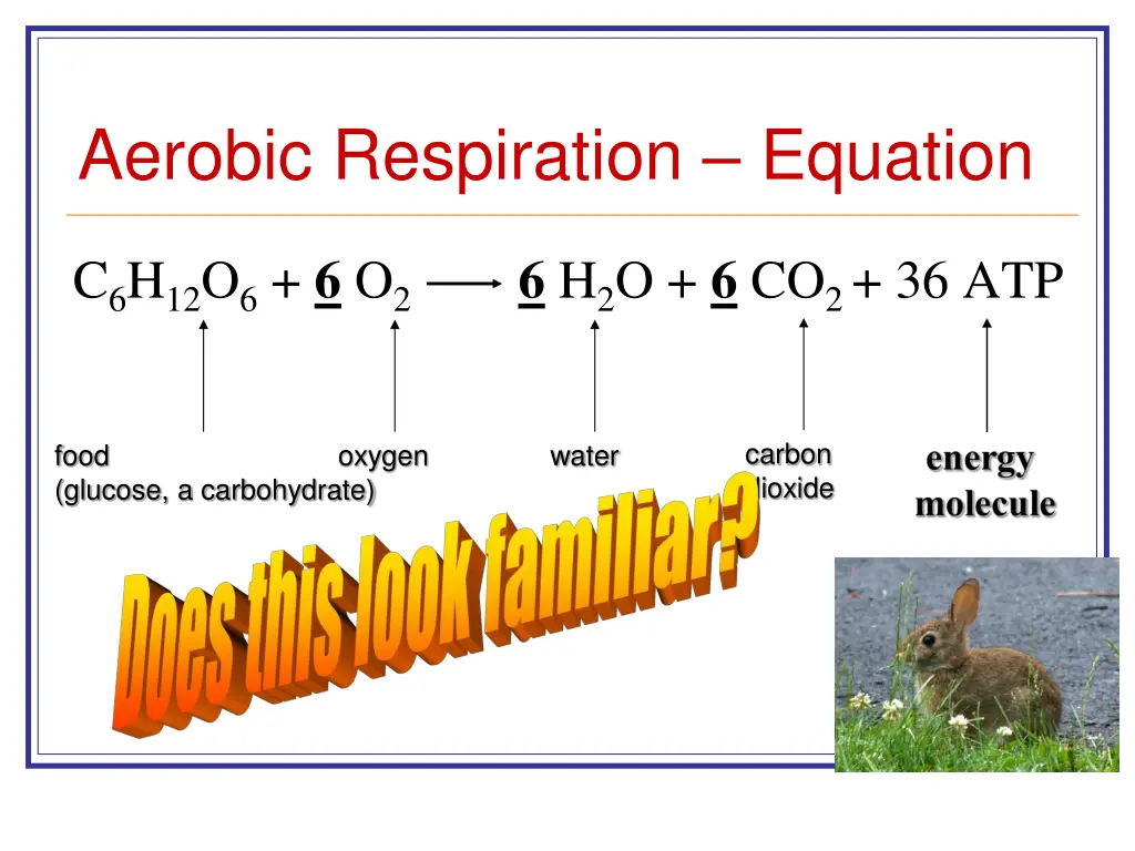 aerobic respiration equation