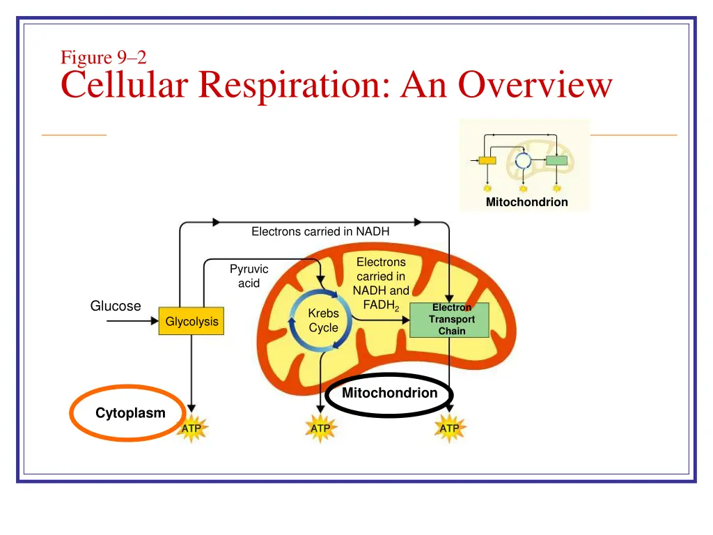 figure 9 2 cellular respiration an overview