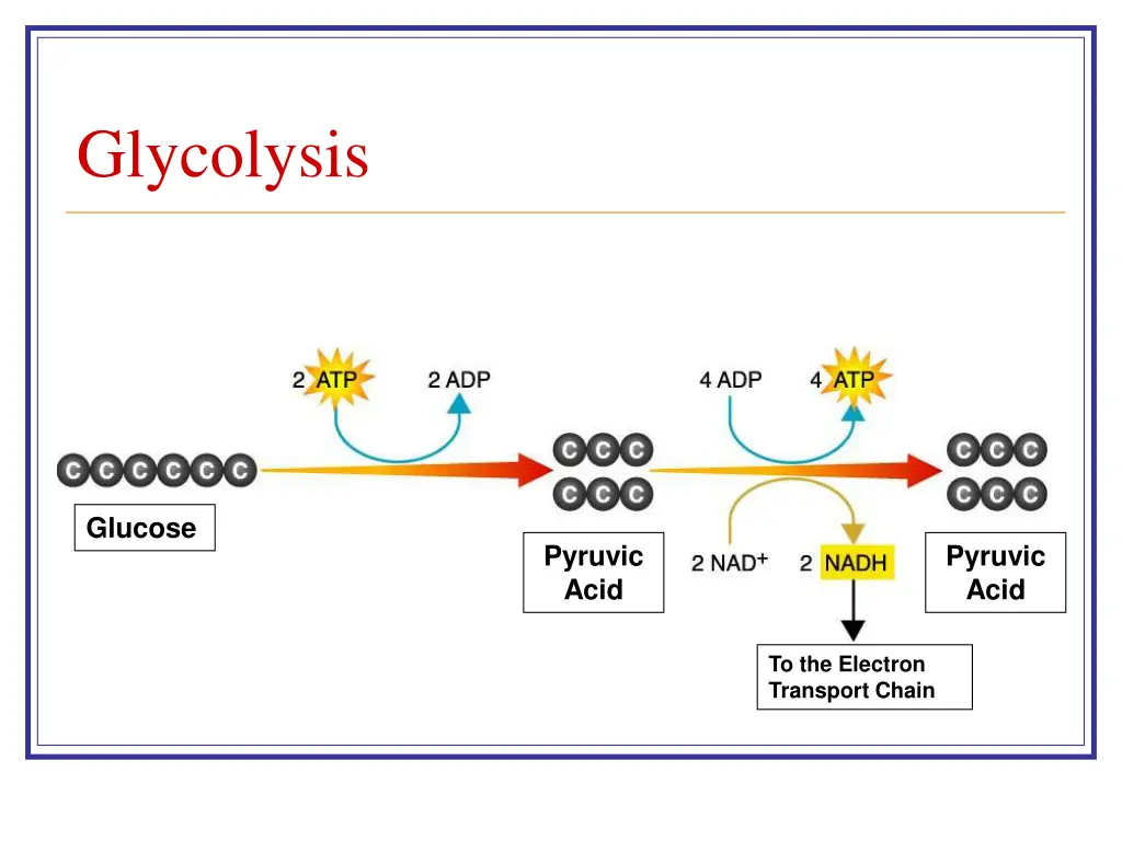 glycolysis 2