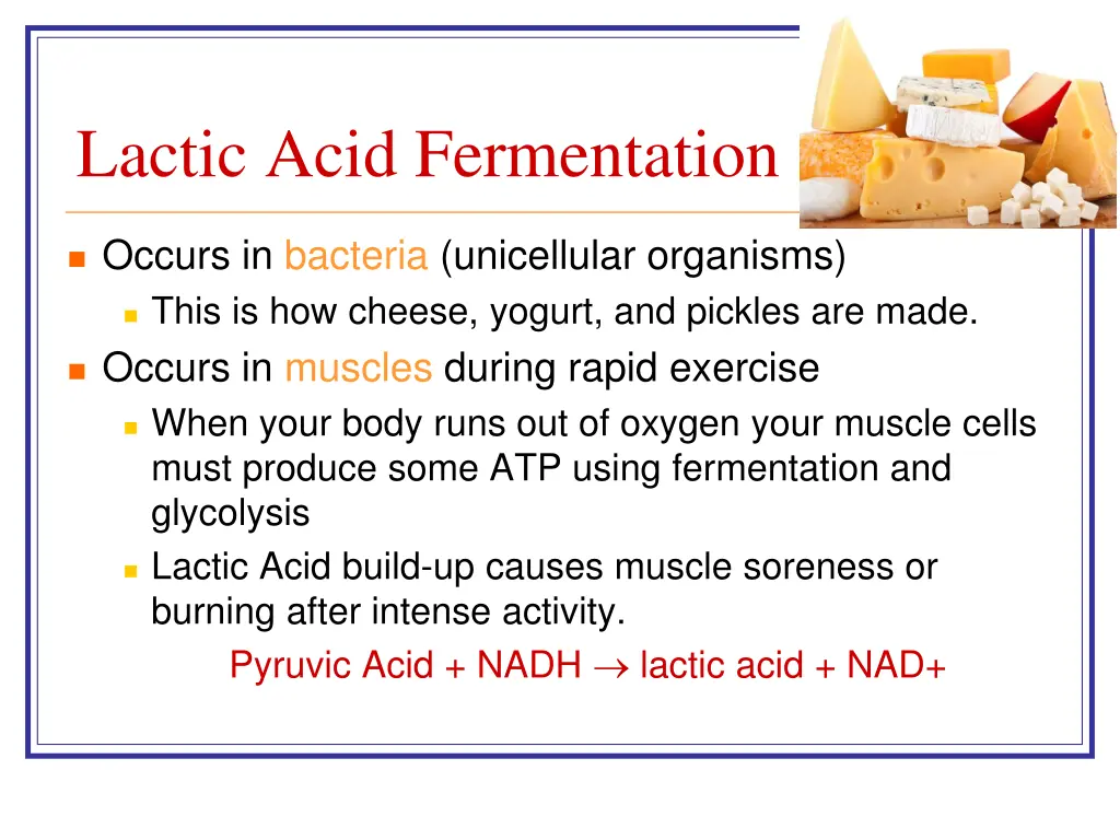 lactic acid fermentation