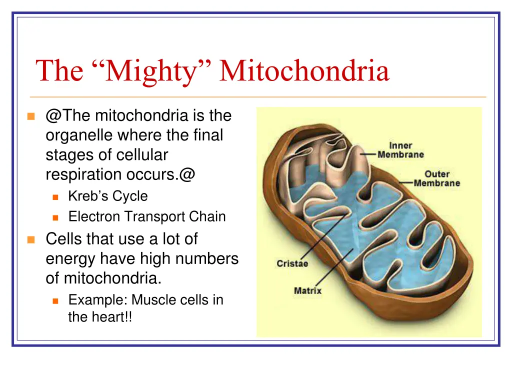 the mighty mitochondria