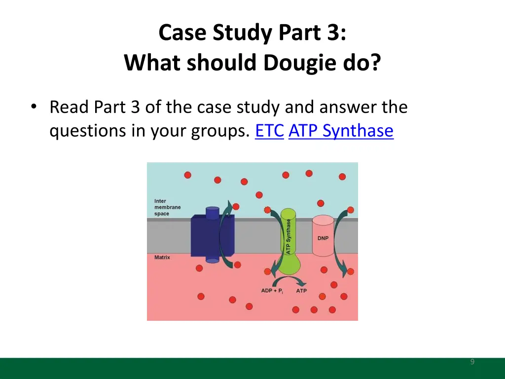 case study part 3 what should dougie do