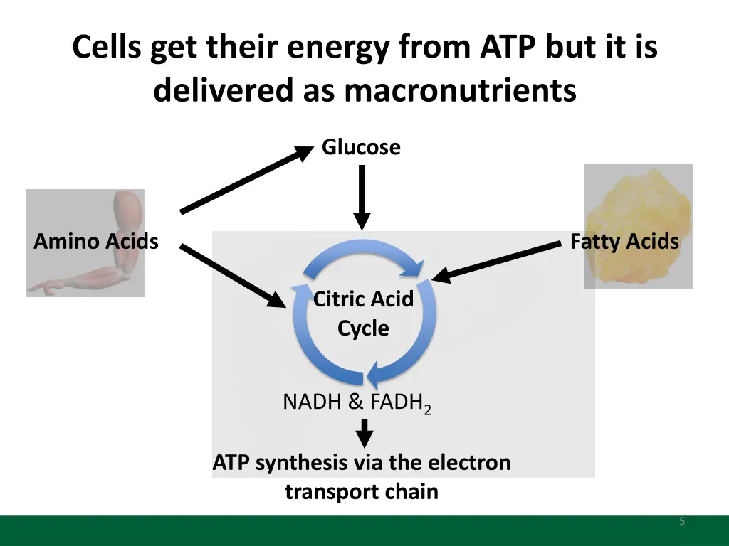 cells get their energy from